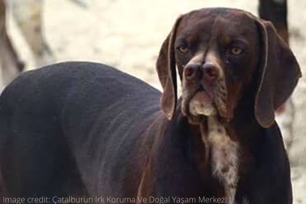 A brown Catalburun dog with white marks on his chin and chest.