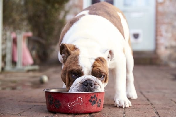 A bulldog eating from a red bowl outside on a patio.
