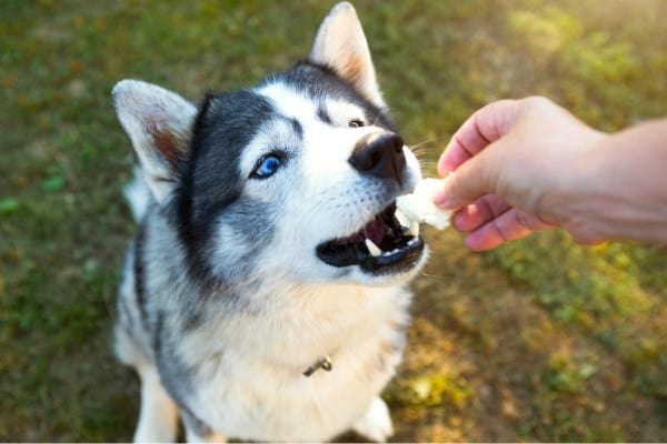 A husky with blue eyes being given a treat while sitting outside.