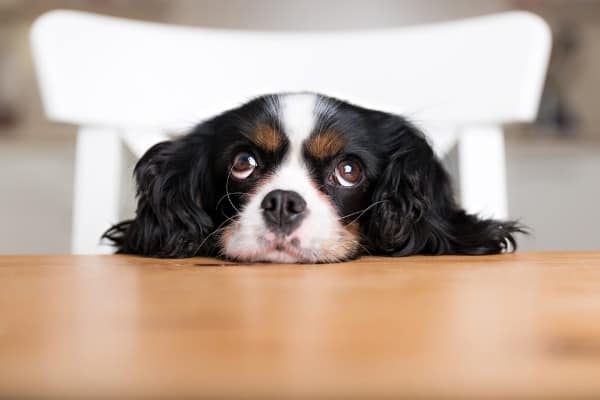A cute King Charles spaniel resting her head on a kitchen tabletop.