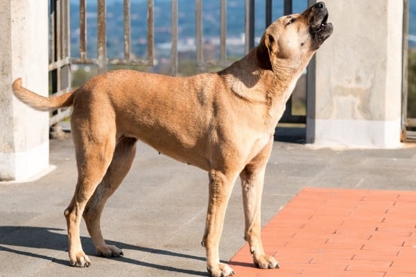 A large, tan dog barking while standing inside a fenced courtyard.
