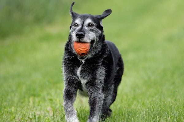 An old black-and-white dog running in the grass with an orange ball in his mouth.