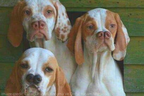 Three tan-and-white Catalburun dogs with split noses.