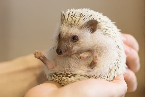A lady holding a hedgehog on his back in a brightly lit room.