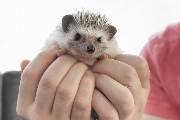 A person wearing a pink shirt holding a hedgehog outdoors.