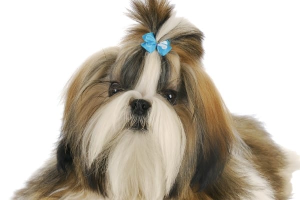 An adult brindle-and-white Shih Tzu in full coat with a blue bow in hair.