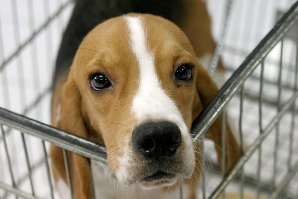 A young beagle dog in a shopping cart.