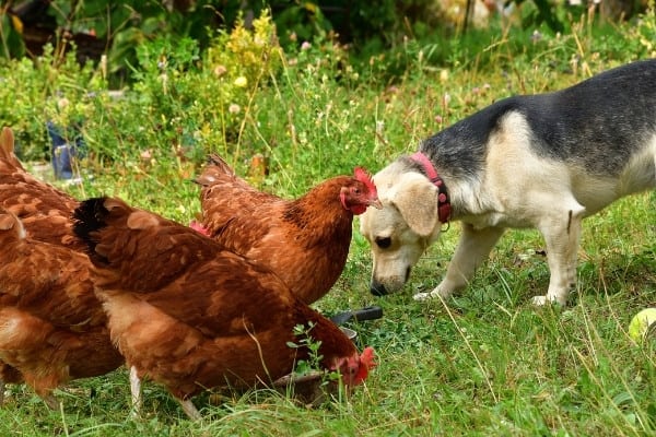 A cute black-and-tan dog nosing around the ground beside a flock of Rhode Island Red chickens.