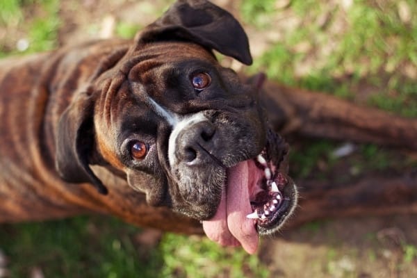 A Boxer looking upward with his tongue hanging out the side of his mouth.