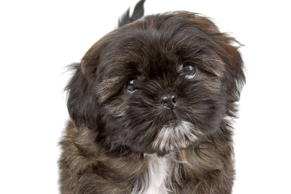 A young brindle Shih Tzu puppy on a white background.