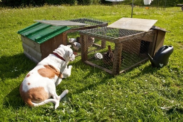 A brown-and-white dog lying on the ground watching two chicken tractors.