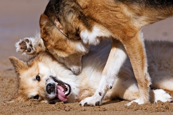 A dog play biting another on the neck while wrestling on the beach.