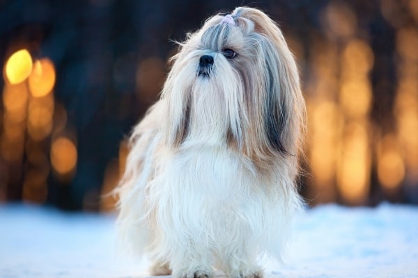 An elegant adult Shih Tzu standing in the snow outside with muted lights in the background.