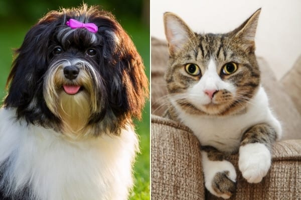 A black-and-white Havanese on the left and a tabby cat relaxing on a sofa arm on the right.