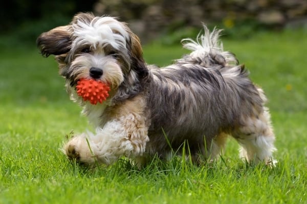 A cute Havanese puppy jogging across a lawn with an orange ball in his mouth.