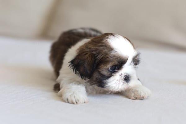 A very young chocolate-and-white Shih Tzu puppy on a white couch.