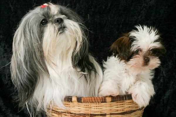 A mother Shih Tzu sitting in a basket with her puppy beside her against a black background.