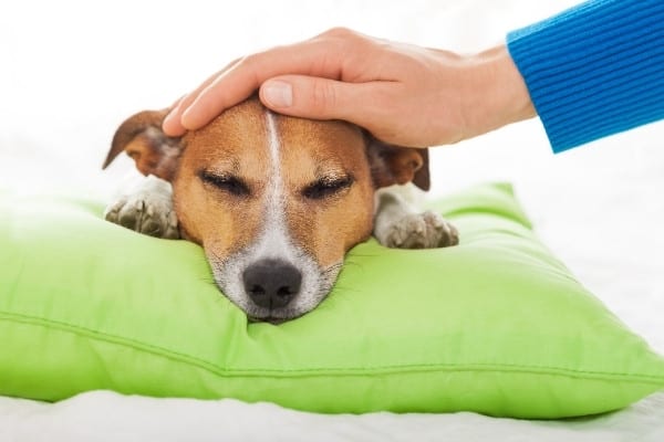 Female owner petting sick Jack Russel who is sleeping on a lime-green pillow.