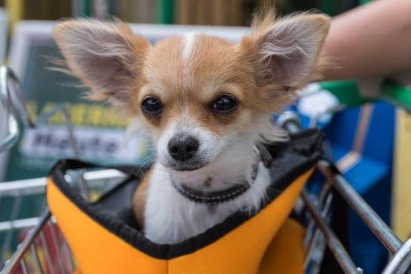 A little Papillon-type dog sitting in the front of a shopping cart inside a pet seat.