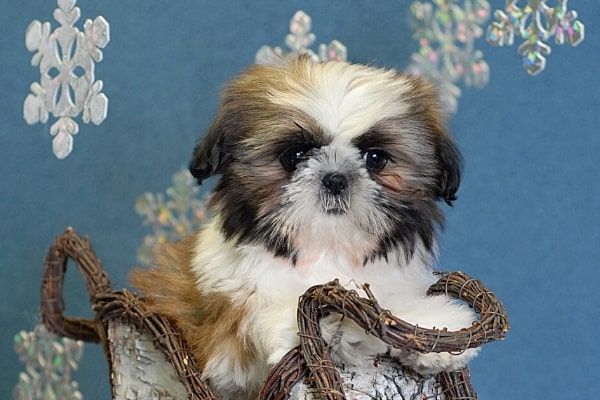 A tiny Shih Tzu puppy with brindle markings sitting in a mini sleigh against a wintry background.