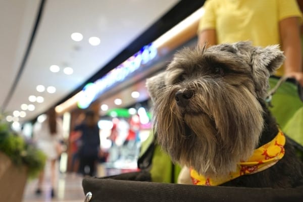 A small terrier dog in a cart while shopping with owner at a mall.