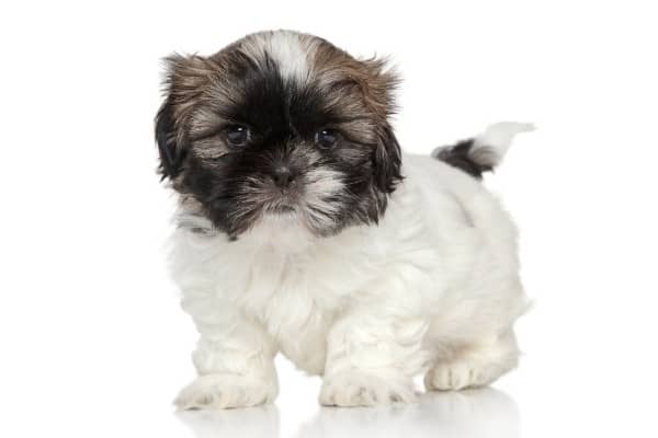 A tiny mostly white Shih Tzu with brown markings standing against a white background.