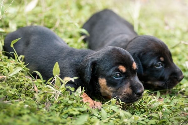 Two cute little Dachshund puppies lying together in the grass outside.