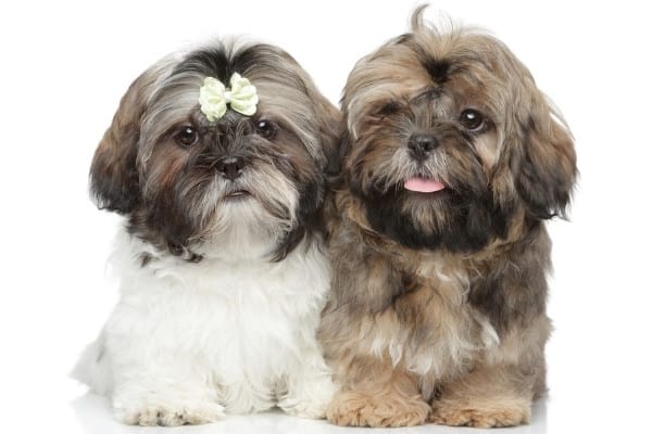 Two little Shih Tzu puppies sitting side by side against a white background.