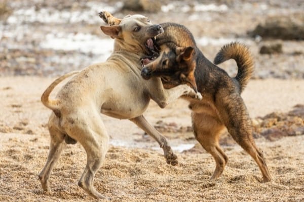 Two large dogs playing rather aggressively on the beach.