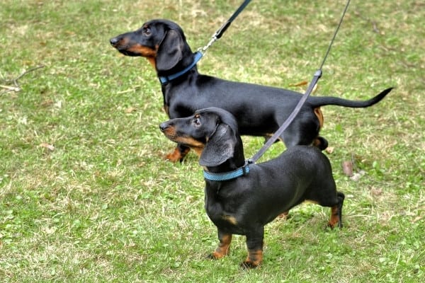 Two black-and-tan dachshunds on leashes outside.