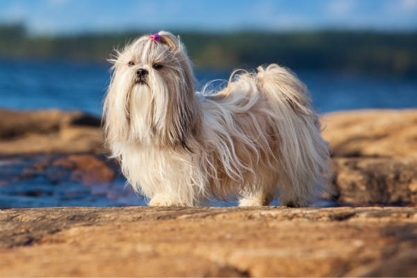 A mostly white Shih Tzu standing on rocky shore on a beautiful day.