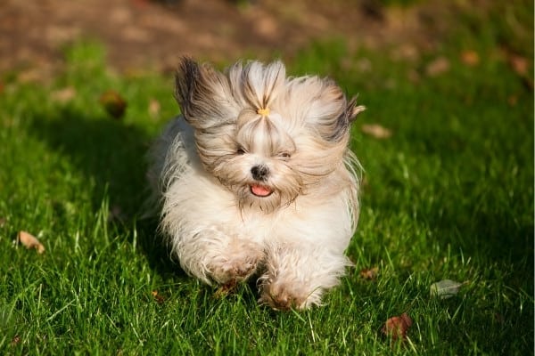 A mostly white Shih Tzu running across a grassy lawn.