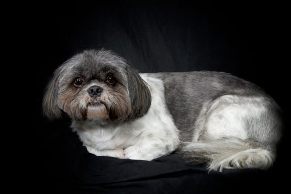 A gray-and-white Shih Tzu against a black background.