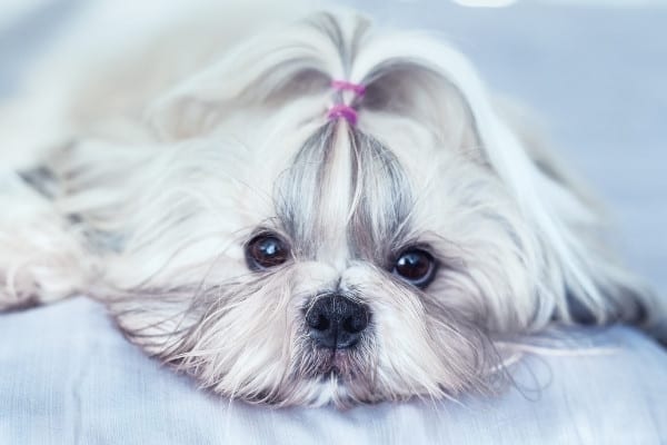 A silver-and-white Shih Tzu with a top knot and long hair.