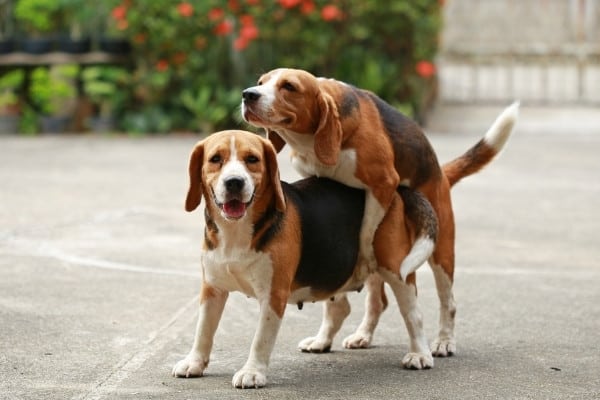 Two beagles mating on a concrete patio.