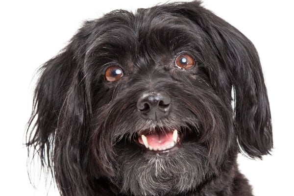 Head shot of an older black Havanese dog against a white background.