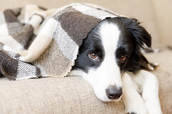 A cute Border Collie on the couch under a light-weight blanket.