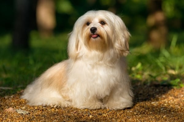 A gorgeous cream Havanese dog lying down outside in a woodland setting.