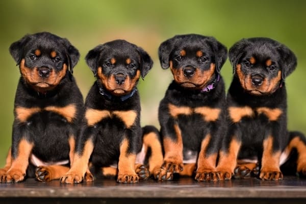 Four Rottweiler puppies sitting on a bench outdoors.