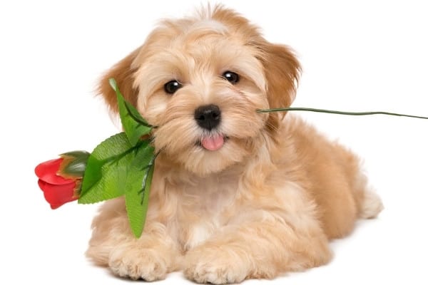 A gold Havanese puppy holding a red rose in his mouth against a white background.