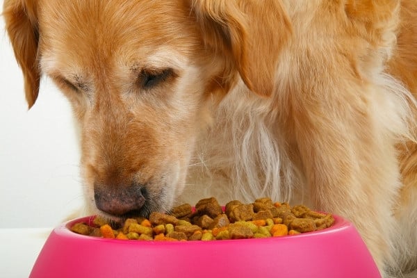 An older Golden Retriever dog eating kibble out of a pink bowl.