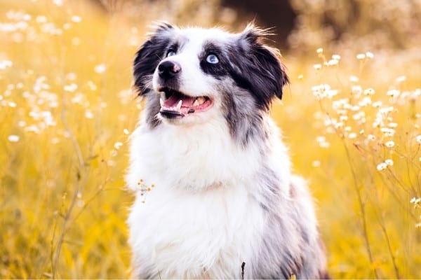 A merle Mini Aussie with large patches of white fur sitting in a field filled with golden stalks.