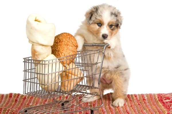 An adorable Mini Aussie puppy pushing a shopping cart filled with bones and treats.