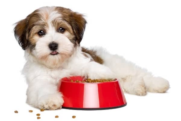 A red-and-white Havanese puppy lying beside a red food bowl against a white background.