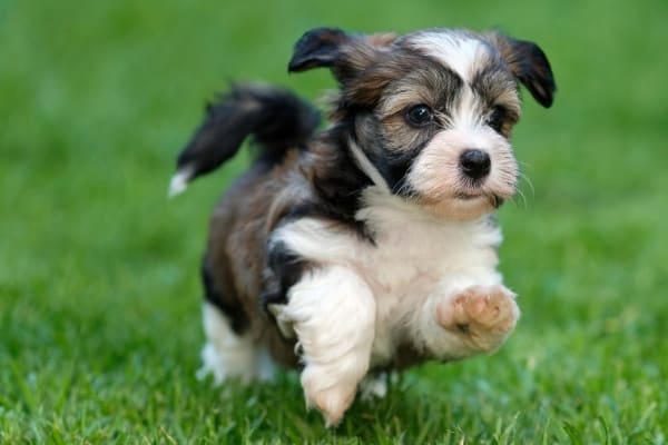 A small sable Havanese puppy running across the grass.