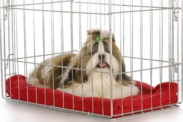 A brown-and-white Shih Tzu with a full coat lying on a red blanket inside a crate.