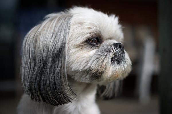 Profile of the head and neck of a gray and white shih tzu dog. 