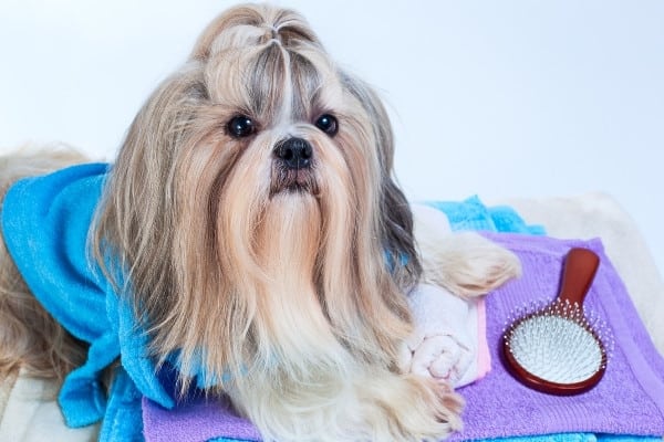 A Shih Tzu with long, flowing hair lying on blue and purple towels with bathing supplies around her.