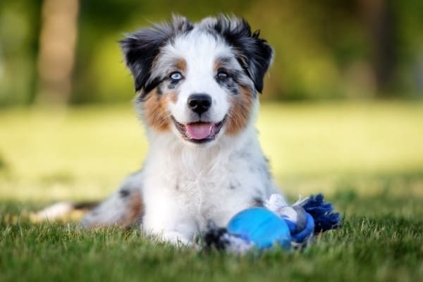 A young Mini Aussie with a black-and-white coat and tan points resting on the grass beside a toy.