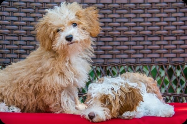 Two apricot-and-white havapoo dogs sitting on a bench with a red cushion.